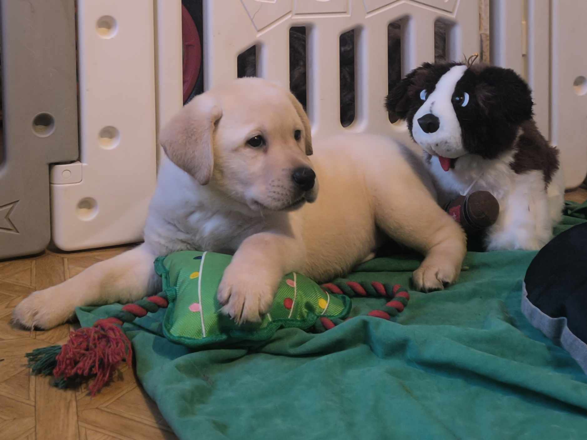 Chiots jouant dans leur espace d’éveil