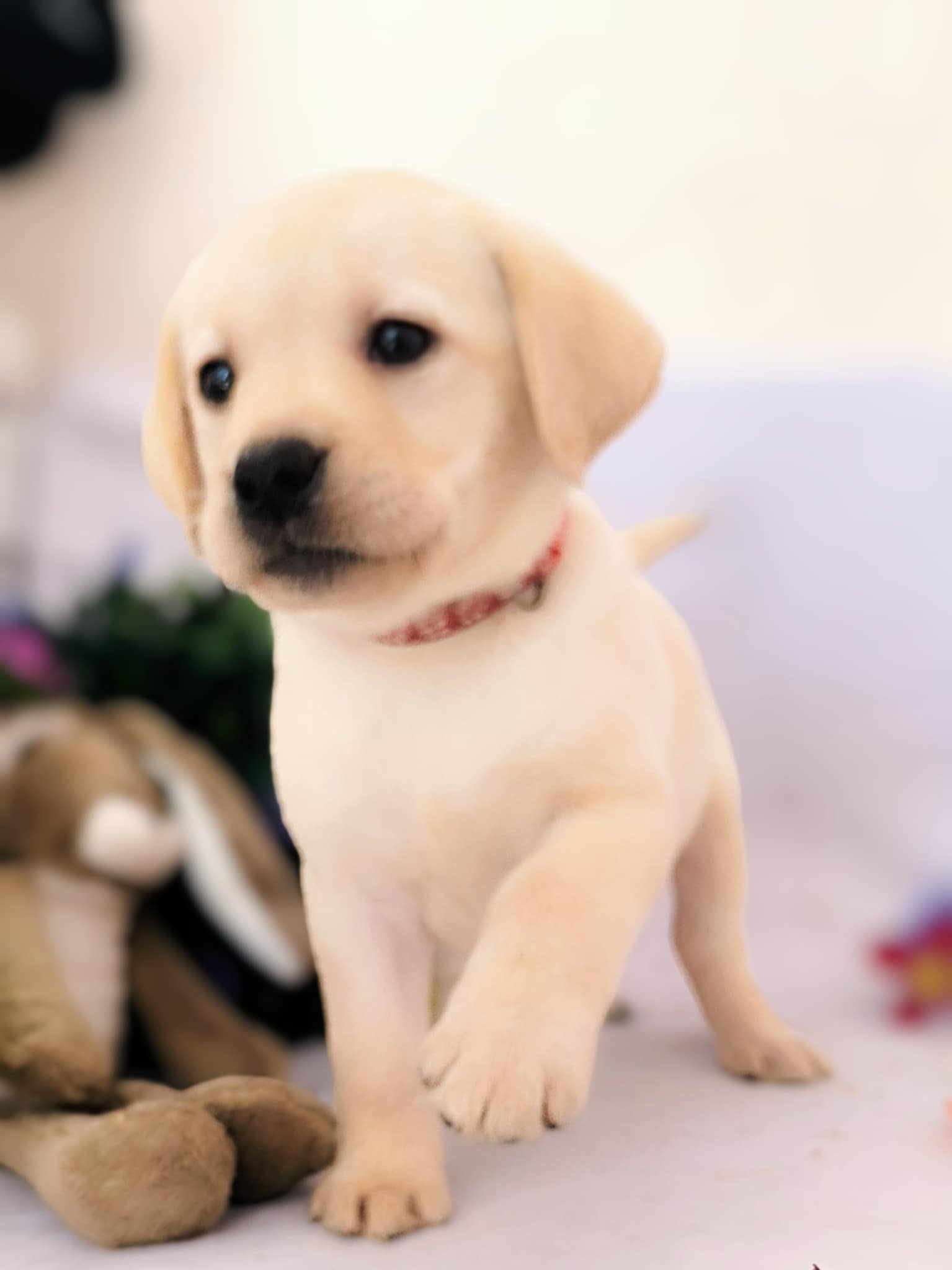 Chiot Labrador sable Of Spirit Castle