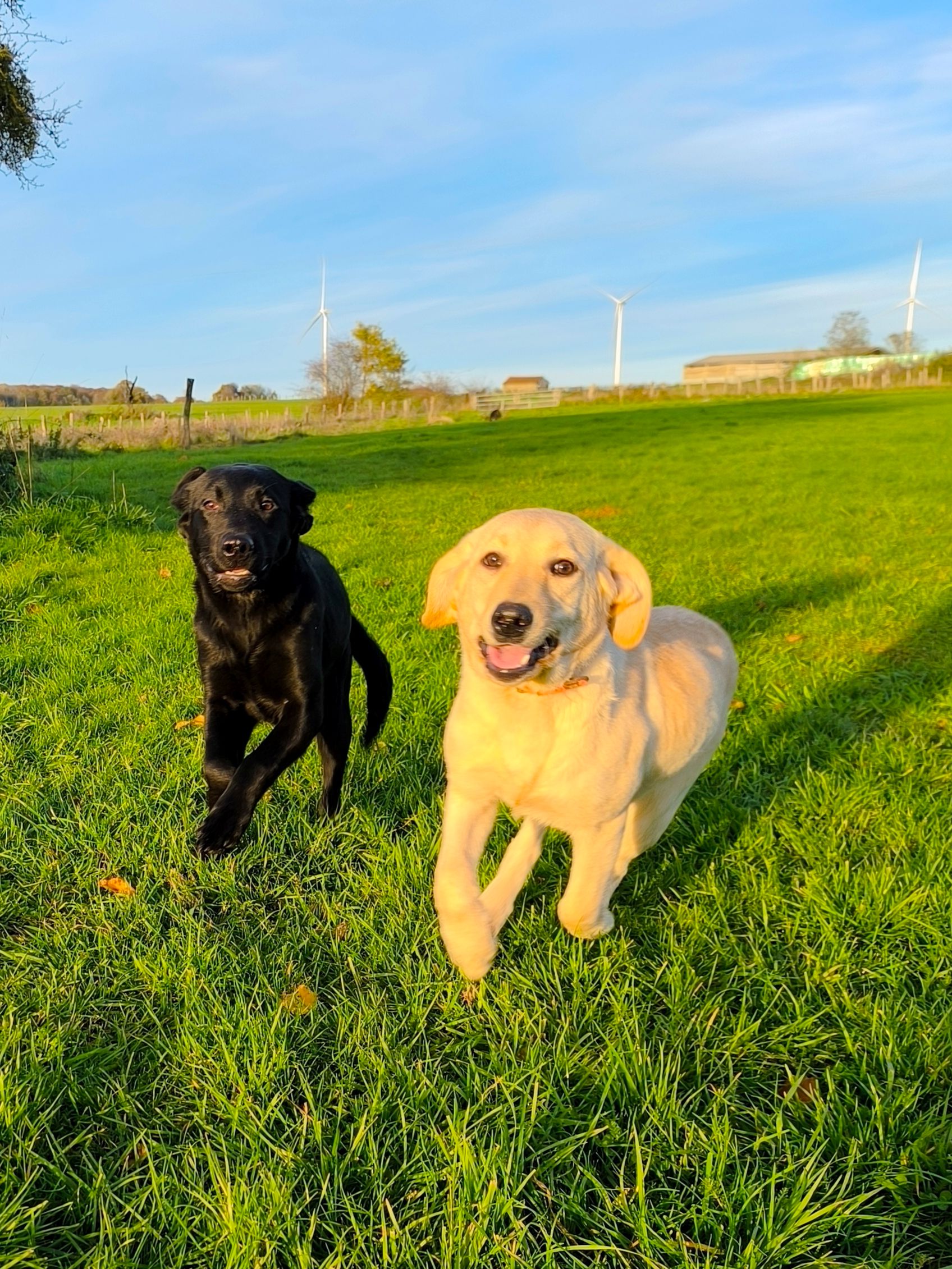 Deux Labradors Of Spirit Castle courant dans un pré
