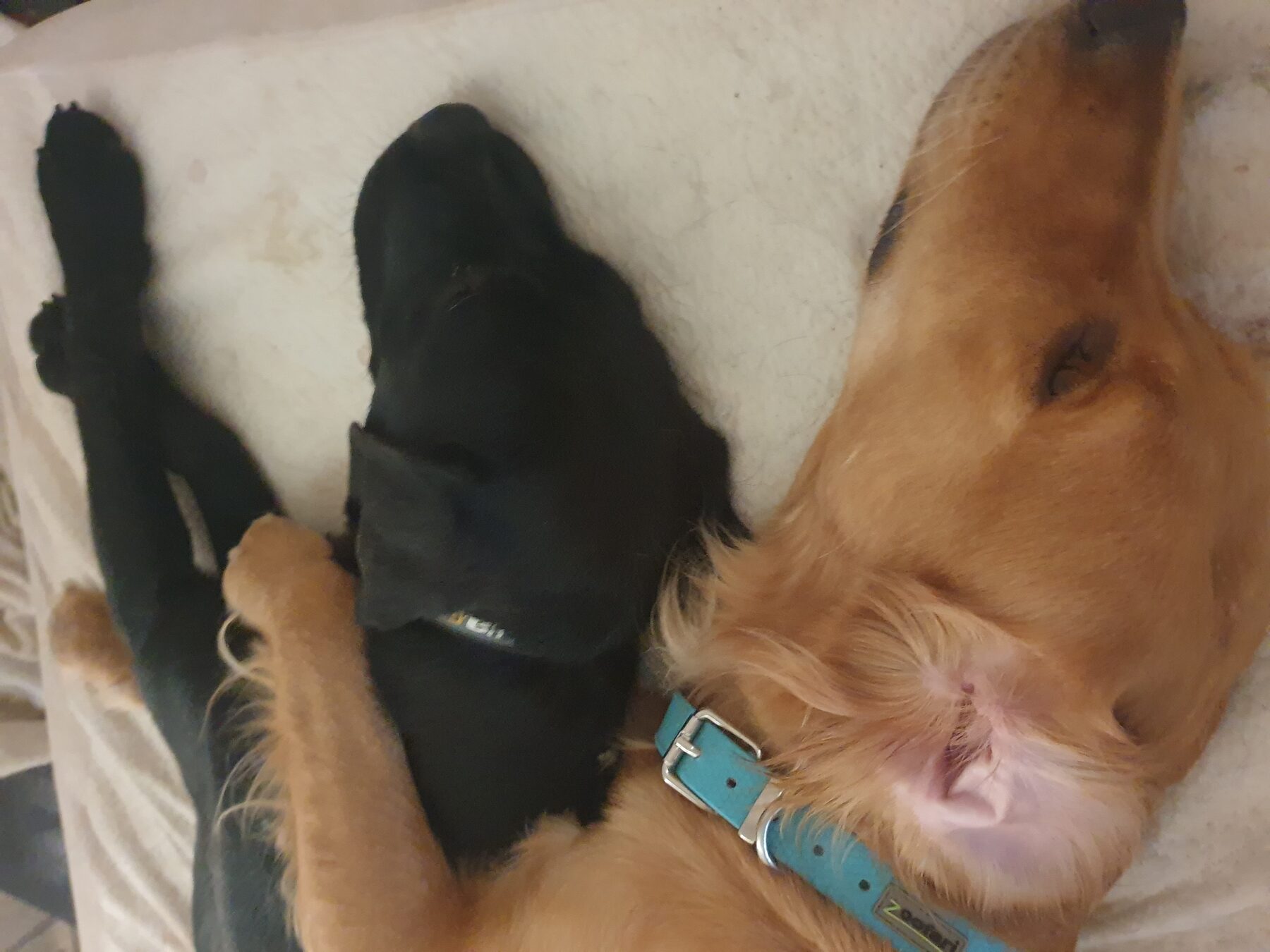 Chiots auprès de leur mère